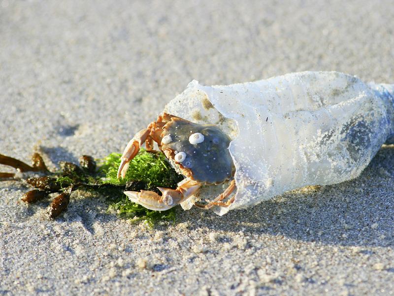 Das neue Themenpapier stellt konkrete Maßnahmen vor, um den Plastikeintrag im Meer zu verringern.