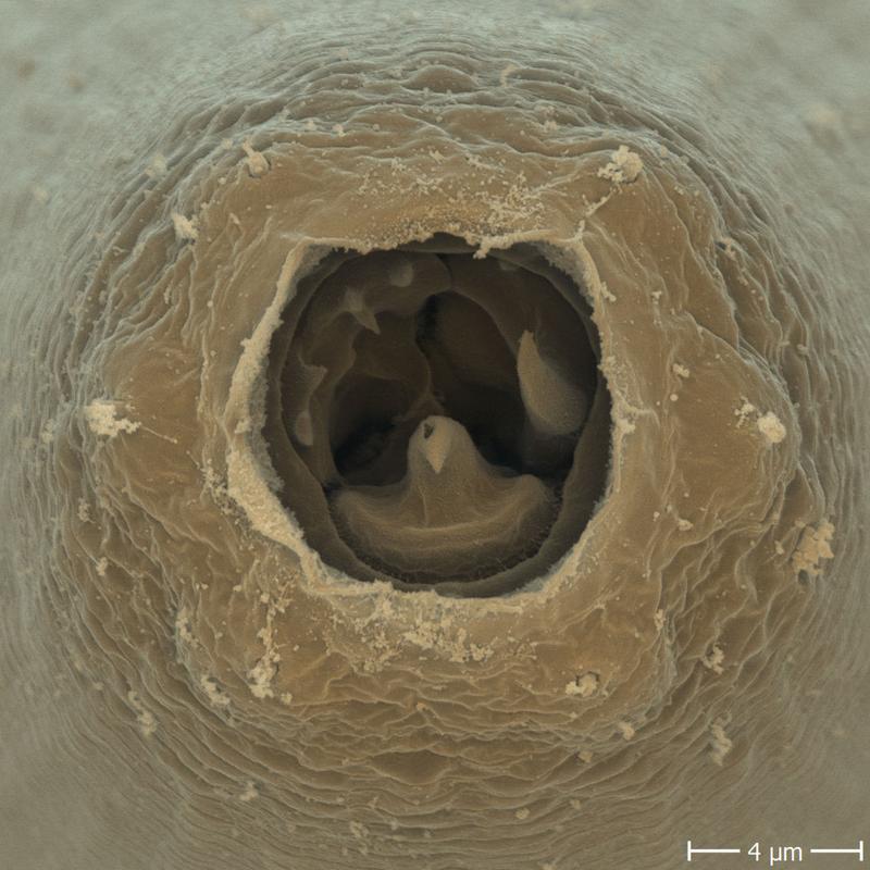 Nahaufnahme der Mundöffnung eines ausgewachsenen Nematoden (Gattung Pristionchus pacificus)