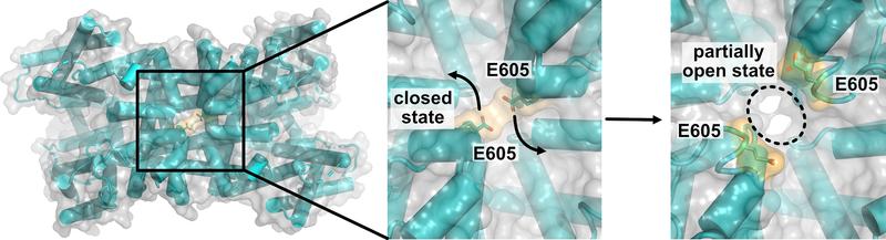 Dreidimensionale Skizze des TPC1-Kanalproteins; der Blick geht von oben auf den vakuolären Poreneingang. Positionsänderungen von Aminosäureresten wie E605 beim Übergang vom geschlossenen Kanalzustand in einen Zustand mit teilweise geöffneter Pore.