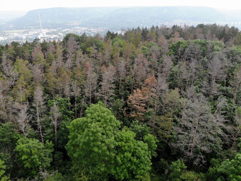 Pine mortality in Thuringia near Jena (background), picture taken in June 2020 