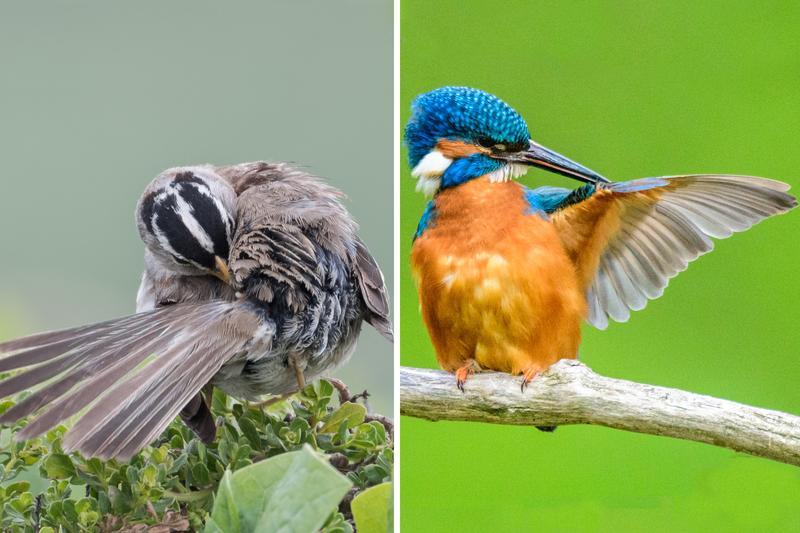 Vögel nutzen zum Putzen das Öl aus ihrer Bürzeldrüse. Dieses hilft nicht nur dabei, das Gefieder zu pflegen, sondern hat noch weitere Funktionen für die Tiere: Es könnte etwa dazu dienen, Gelege besser zu tarnen und Fortpflanzungspartner anzuziehen.