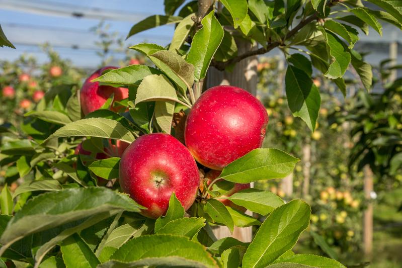 Die rotschalige Selektion der Sorte Elstar ist die Basis der Apfel-Innovation.