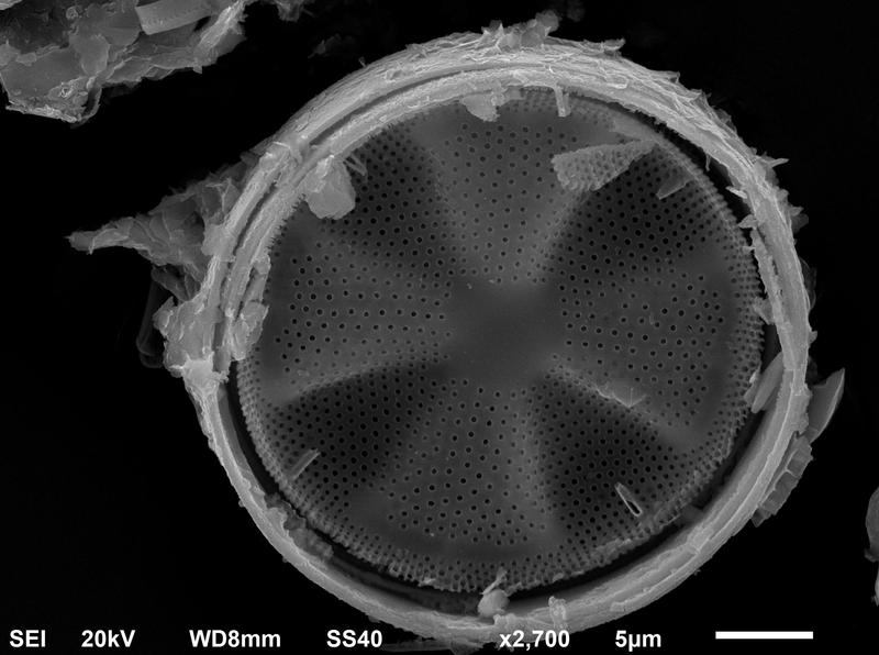 Mikroskopische Aufnahme einer Kieselalge aus dem NanoSchoolLab.