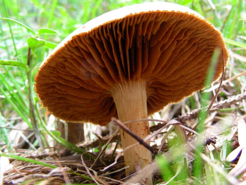 A mushroom of the species Cortinarius odorifer.