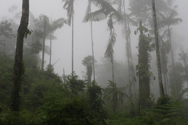 Countless previously unknown animal species, many of them endemic, live in the cloud forests of Ecuador. 