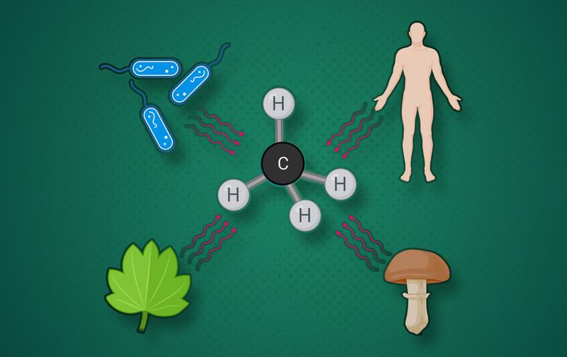 Alle Lebewesen bilden Methan in einem chemischen Prozess unter Beteiligung freier Radikale.