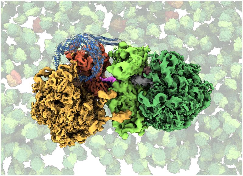Kryo-EM-Struktur der kollidierten Ribosomen mit MutS2. Die verschiedenen molekularen Bestandteile wurden unterschiedlich eingefärbt (stehengebliebenes Ribosom: orange; kollidiertes Ribosom: grün; MutS2: blau; mRNA: pink).