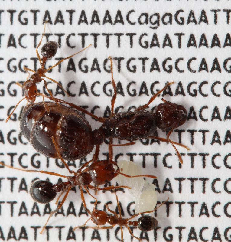 Solenopsis invicta Feuerameisenkönigin (groß), drei Arbeiterinnen (kleiner), eine Puppe (weißlich) auf einem DNA-Sequenzabschnitt ihres Sozialchromosoms.