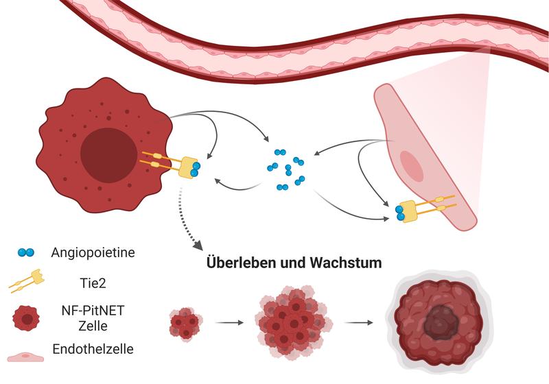  Tumor- und Endothelzellen stehen in der Mikroumgebung des Hypophysentumors in Wechselwirkung. 