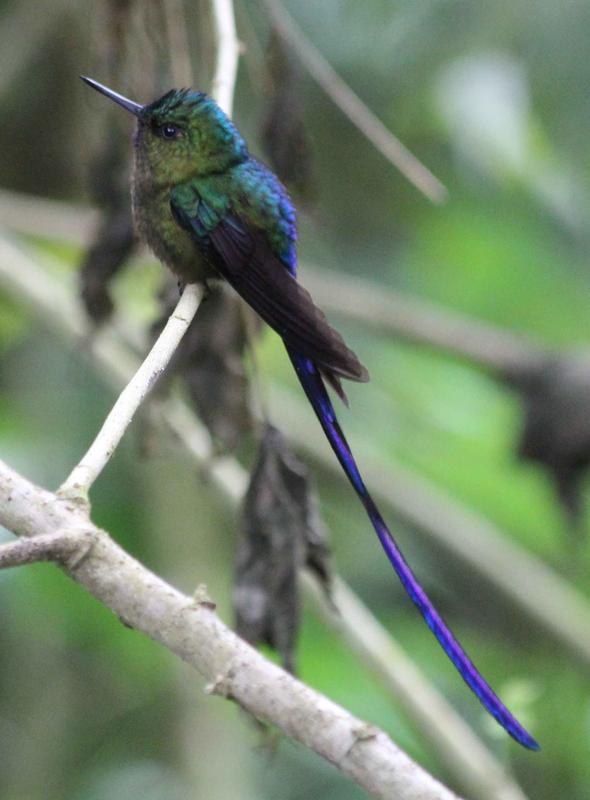 Schnäbel zeigen oft deutlich, was und wie der Vogel frisst. Kolibris wie die Langschwanzsylphe nutzen ihren langen Schnabel, um Nektar aus Blüten zu saugen. 