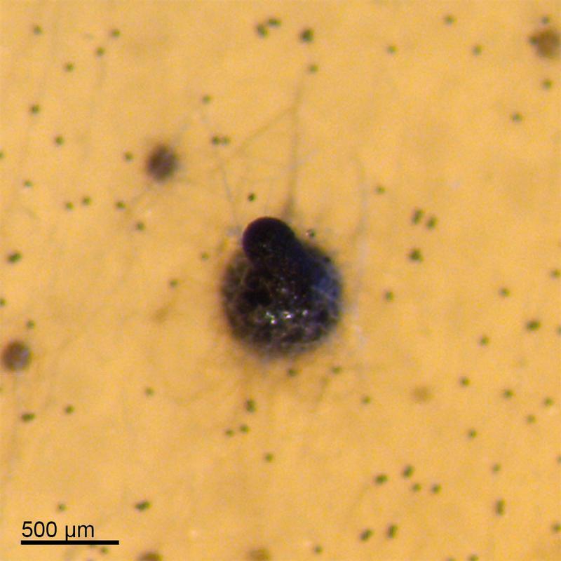 Ein Fruchtkörper von Sordaria macrospora