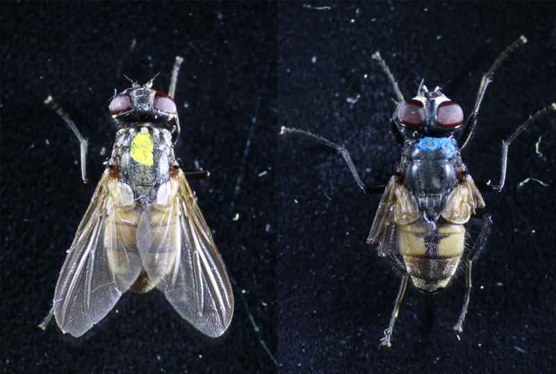 Leichte (links) und gravierende Beschädigungen (rechts) der Flügel von Hausfliegen. Die gelben und blauen Farbpunkte auf den Körpern erlauben die Identifizierung einzelner Fliegen