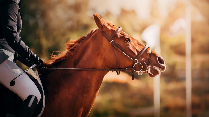 HorseWatch erforscht Tiergesundheit und Tierwohl im Pferdesport