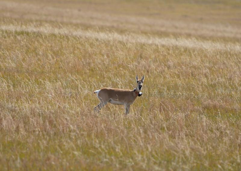 Eine weibliche mongolische Gazelle (Procapra gutturosa) mit Sender. 