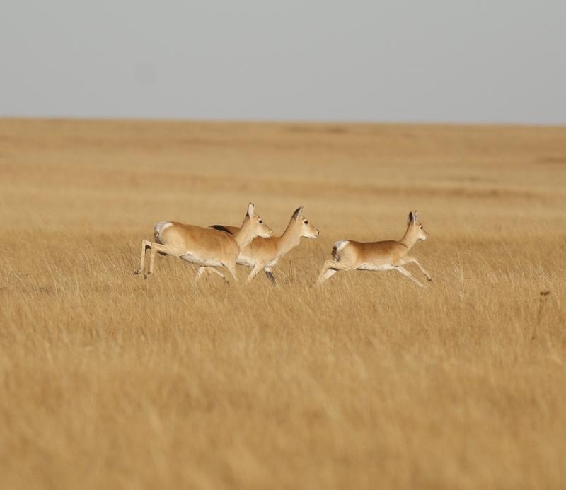   Über fünf Jahre wurde die Wanderung der Gazelle mittels GPS-Sender aufgezeichnet: Insgesamt legte das Tier über 18.000 Kilometer in der mongolischen Steppe zurück.