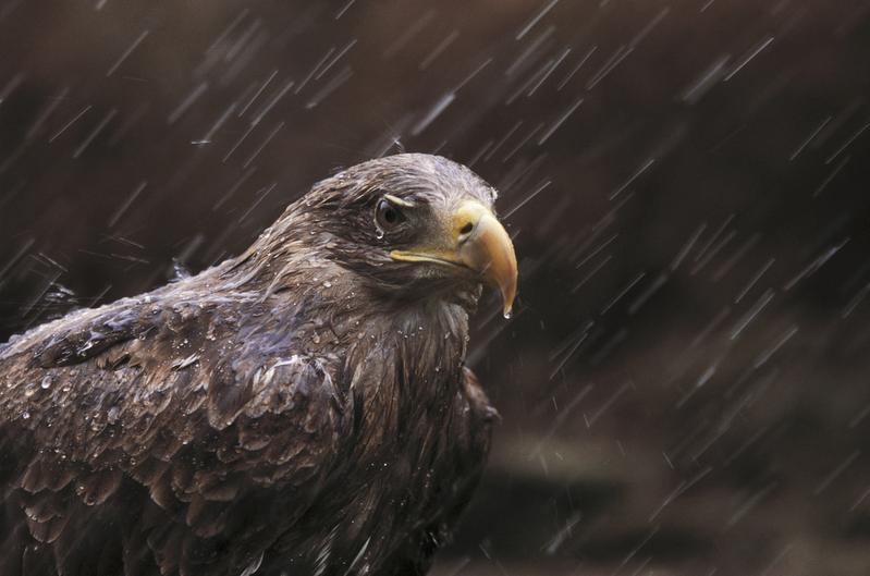 White-tailed sea eagle