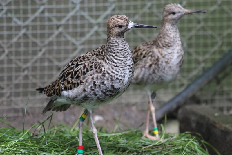Two ruff females during the breeding season. Like males, they belong to one of three morphs. By studying differences between the morphs, researchers hope to understand how diversity within species is maintained.