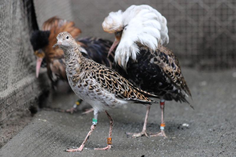 Kampfläufer-Männchen gibt es in drei Morphen. Kämpfer (hinten) verteidigen aggressiv ihr Revier, um Weibchen zu beeindrucken. Satelliten (rechts) bilden Allianzen mit Kämpfern. Faeder-Männchen (vorne) sehen aus wie Weibchen und verhalten sich auch so.