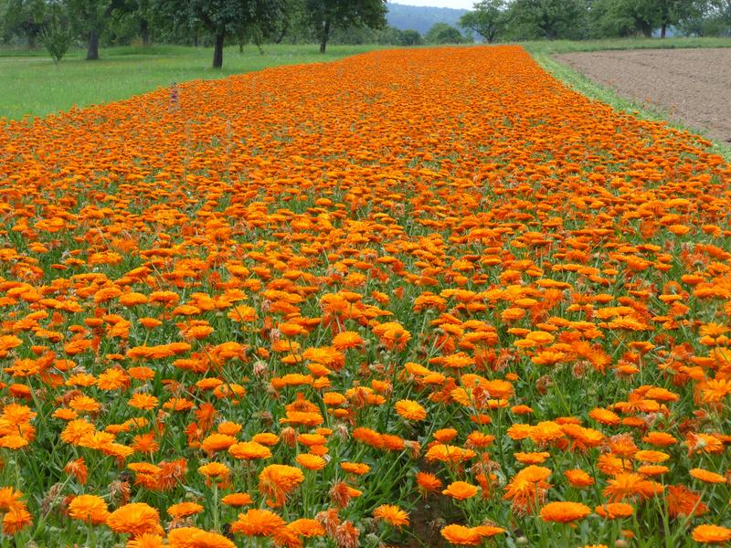 Die Ringelblume ist nur eine von vielen Heil- und Gewürzpflanzen, die in Baden-Württemberg ökologisch angebaut werden. Sie wird auch sehr häufig in der Naturkosmetik eingesetzt.