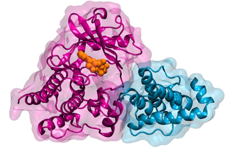 Die Integrin-Linked Kinase (ILK) (pink) bindet an ihren Partner Parvin (blau). Beide Proteine werden im Bändermodell dargestellt, überlagert mit den Umrissen des Proteins. Das kleine Molekül ATP wird – gebunden an ILK – durch orange Kugeln dargestellt.