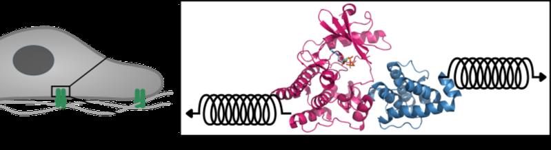 Die Zelle ist an die Matrix über fokale Adhäsionen (grün) angeheftet. Im Inneren werden die Integrin-Linked Kinase (ILK, pink) und Parvin (blau) mechanischen Kräften ausgesetzt, die durch virtuelle Zugfedern simuliert werden können.