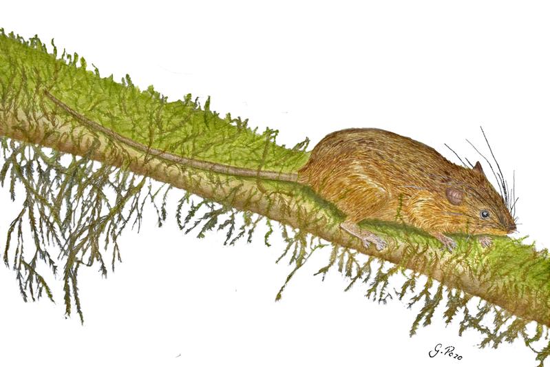 The new species Mindomys kutuku (drawing by Glenda Pozo).
