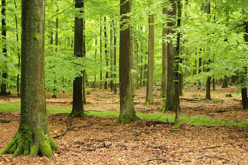 Eichen-Buchen-Mischbestand im bayerischen Spessart: Die Erzeugung von Eichen-Qualitätsholz eignet sich bestens für eine nachhaltige Waldwirtschaft.