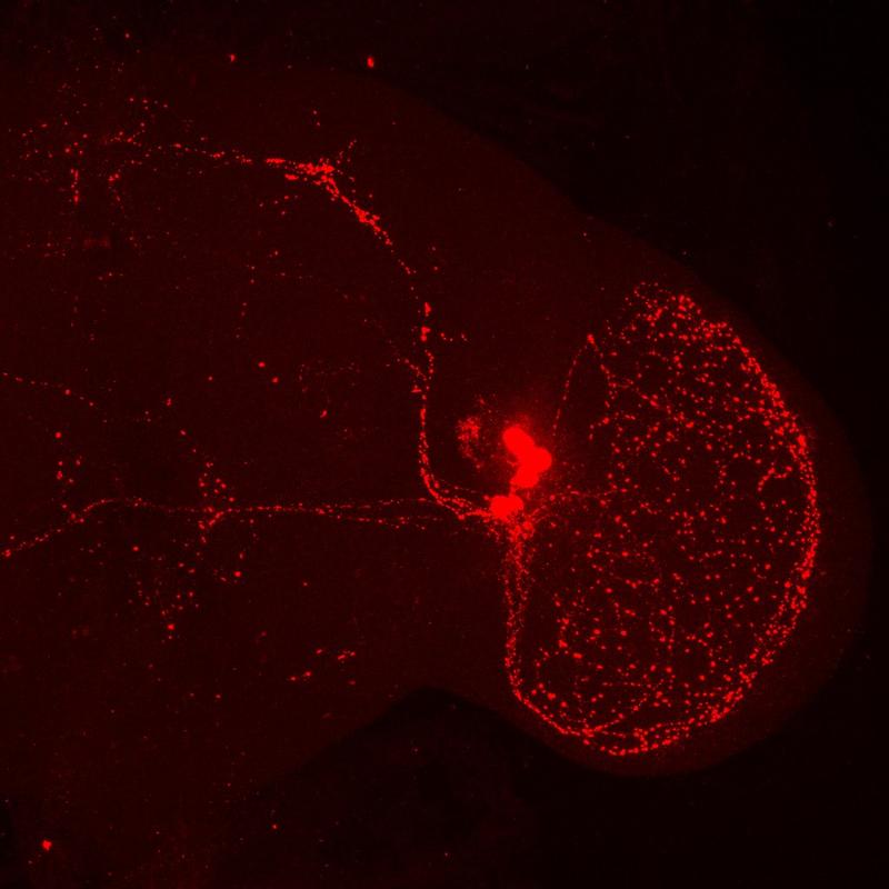 View into the brain of a fruit fly. The brain was stained with a so-called PDF (pigment dispersing factor) antibody. Red: the ventrolateral clock neurons of one half of the brain and their neural processes.
