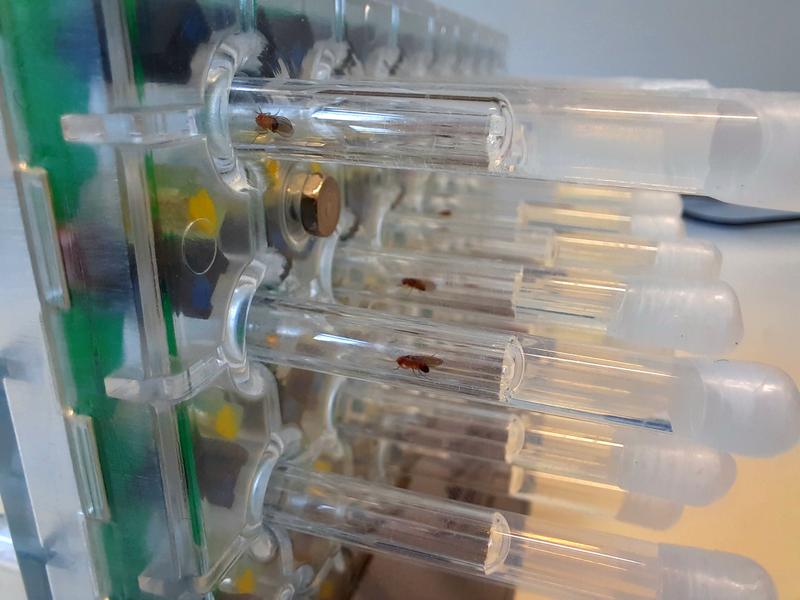 Experimental set-up for automated measurement of the activity of fruit flies.