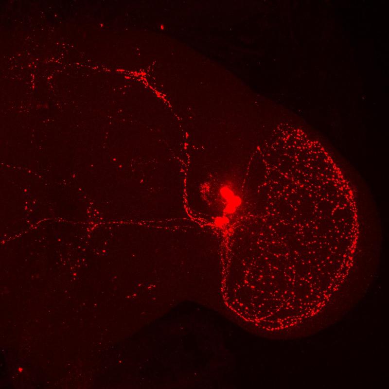 Blick in das Gehirn einer Taufliege. Das Gehirn wurde mit einem sogenannten PDF- (Pigment dispersing factor) Antikörper gefärbt. Rot: die ventrolateralen Uhrneuronen einer Hirnhälfte und ihre Nervenfortsätze.