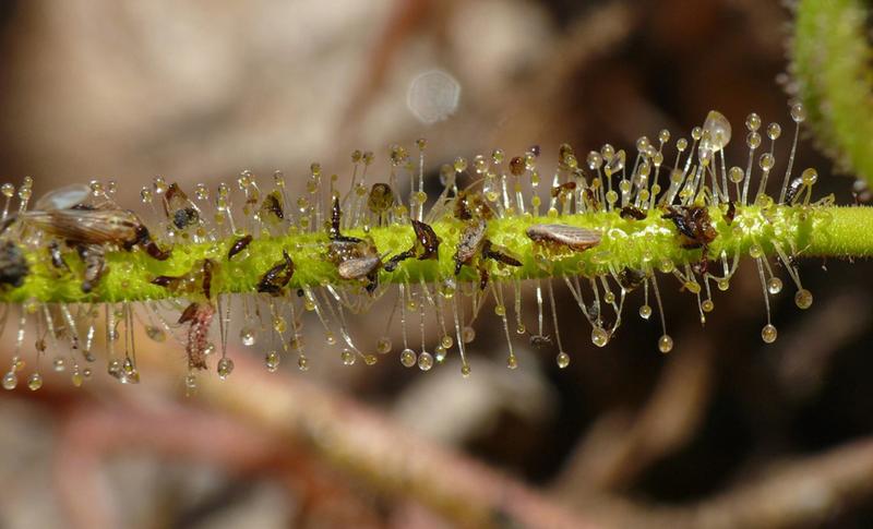 Beute von Drosera finlaysoniana aus dem tropischen Nordaustralien. Diese Art fängt sowohl größere Beutetiere wie Schmetterlinge, als auch mikroskopisch kleine Fluginsekten wie Thripse, kleine Mücken und Zikaden.