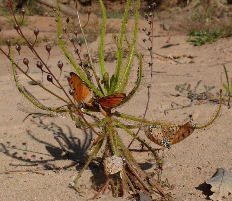 Beute von Drosera finlaysoniana aus dem tropischen Nordaustralien. Diese Art fängt sowohl größere Beutetiere wie Schmetterlinge, als auch mikroskopisch kleine Fluginsekten wie Thripse, kleine Mücken und Zikaden.