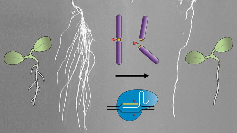 Mit CRISPR-Kill verhindern die Forschenden an der Modellpflanze Ackerschmalwand das Ausbilden von Seitenwurzeln. (Abbildung: Angelina Schindele, KIT)