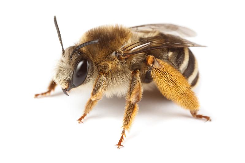 Die Langhornbiene (Eucera notata) gehört zur Familie der Wildbienen (Apidae), von denen es allein in Deutschland mehr als 550, weltweit sogar über 20.000 Arten gibt. Als Bestäuber von wild- und Nutzpflanzen übernehmen sie deshalb eine zentrale Rolle. 