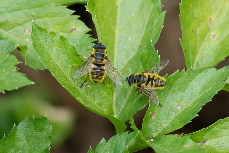 Die Totenkopfschwebfliege (Myathropa florea) gehört zur Familie der Schwebfliegen (Syrphidae). In Mitteleuropa ist sie weit verbreitet. Man findet sie vor allem in Wäldern, aber auch auf Halbtrockenrasen und in Gärten. 