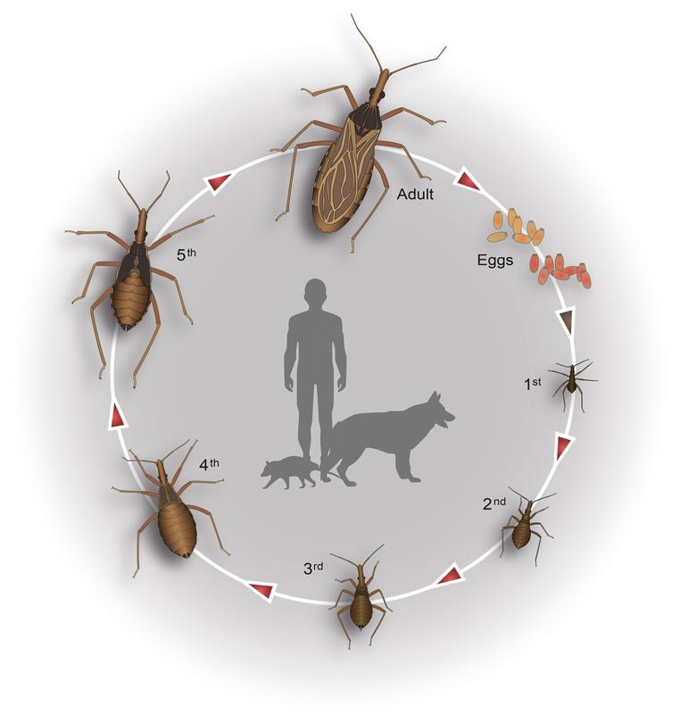 Lebenszyklus der Raubwanze Rhodnius prolixus. Adulter Vektor, frisch gelegte milchig-weiße Eier, gereifte rötliche Eier sowie fünf Nymphenstadien. Rote Pfeile: Blutmahlzeit für Häutung und Produktion der Eier. Häufige Wirtstiere: Hunde, Opossums Mensch.