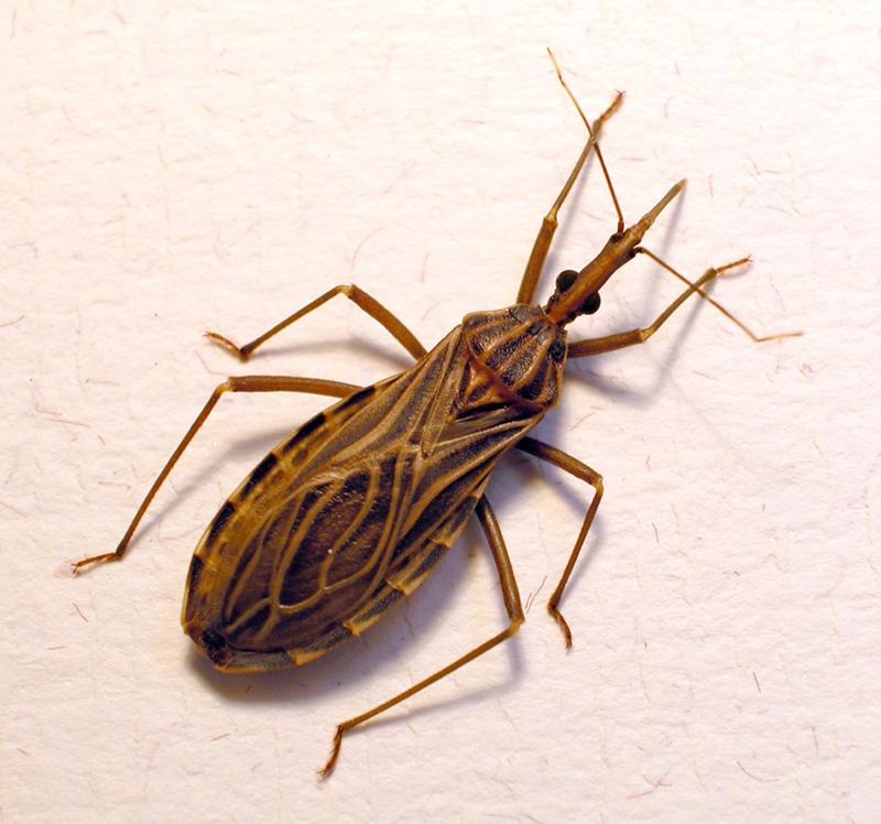 Die Raubwanze Rhodnius prolixus ist einer der wichtigsten Überträger der Chagas-Krankheit im Norden Südamerikas und in Mittelamerika.