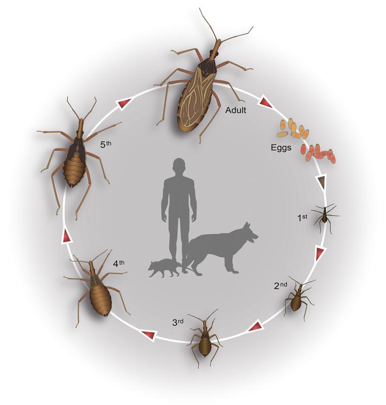 Life cycle of the predatory bug Rhodnius prolixus. Adult vector, freshly laid, milky-white eggs, mature, reddish eggs and five nymphs. Red arrows: blood meal for moulting process and egg production. Frequent hosts: dogs, opossums, humans (middle).