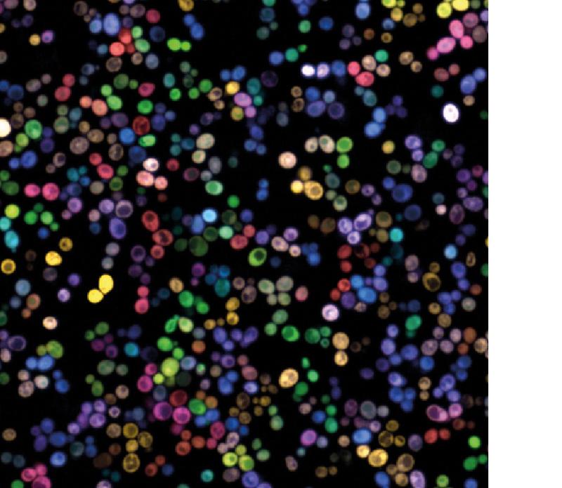 Metabolisch interagierende Hefezellen nach einer Behandlung mit Antipilzmitteln. Unterschiedliche Farben in der fluoreszenzmikroskopischen Analyse (SeMeCo) verdeutlichen die Fähigkeit der Zellen zur Herstellung eigener Stoffwechselprodukte.
