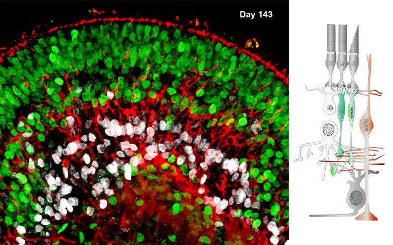 Der Querschnitt durch einen Teil eines Retina-Organoids (links) zeigt in derselben Orientierung wie in der Skizze die Zelltypen und Struktur der Netzhaut von Wirbeltieren (rechts).