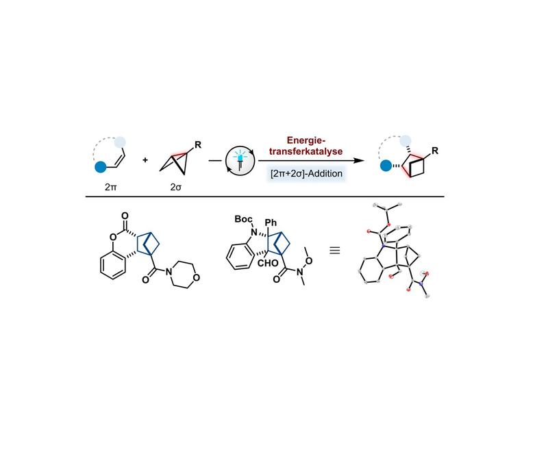 Die neue unkonventionelle Photocycloaddition; oben: schematische Darstellung der Reaktionsgleichung mit einer „schmetterlingsartigen“ Ausgangsverbindung (2σ); unten: Strukturen zweier Reaktionsprodukte (ganz rechts eine 3D-Darstellung)