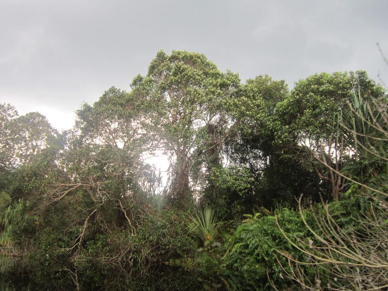 Der Blick durch einen unberührten Torfsumpfwald auf der Kampar-Halbinsel, Sumatra.