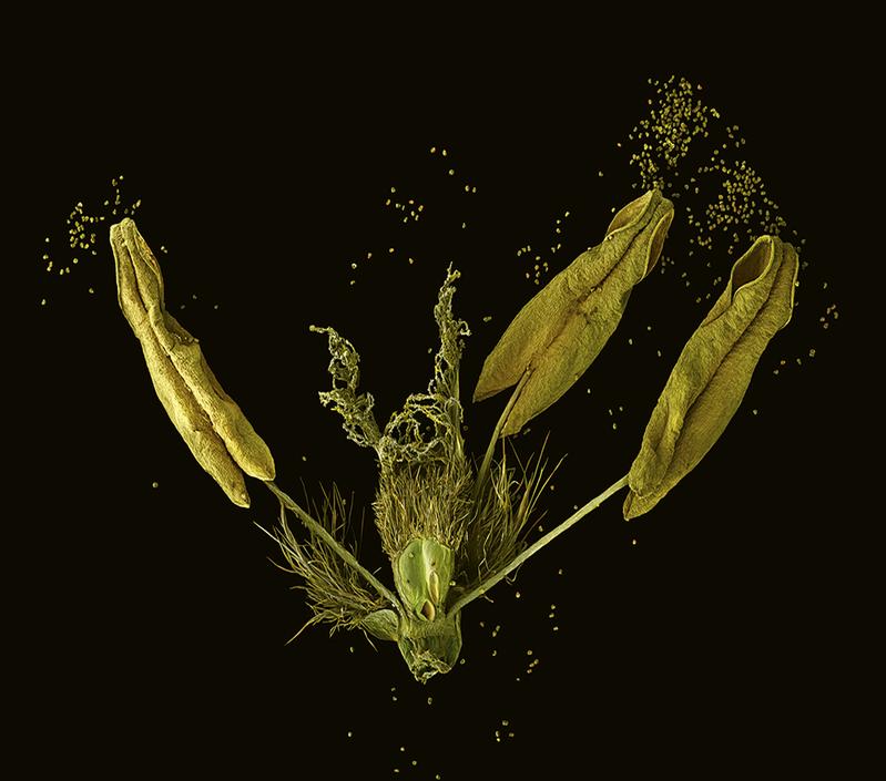 Eine Gerstenblüte mit offenen Staubbeuteln, die von freigesetzten Pollenkörnern umgeben sind. Mittels Rasterelektronenmikroskopie aufgenommenes Bild des Künstlers Rob Kesseler (2018) als "wissenschaftliches Surrogat für eine moderne Maispuppe". 