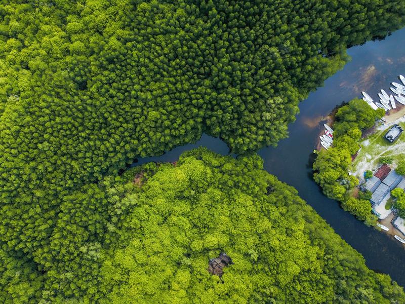 Die Zivilisation kommt näher – Naturwald in Indonesien