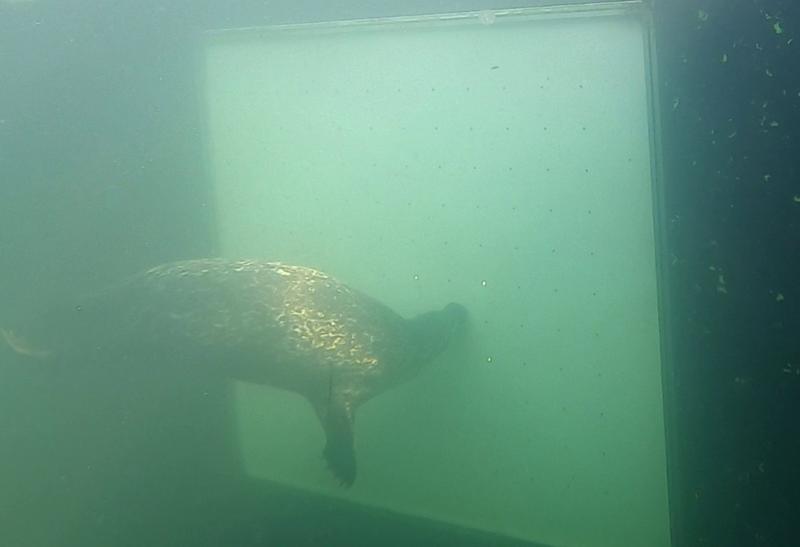 Ein neugieriger Seehund wartet im Marine Science Center der Universität Rostock auf sein Experiment 