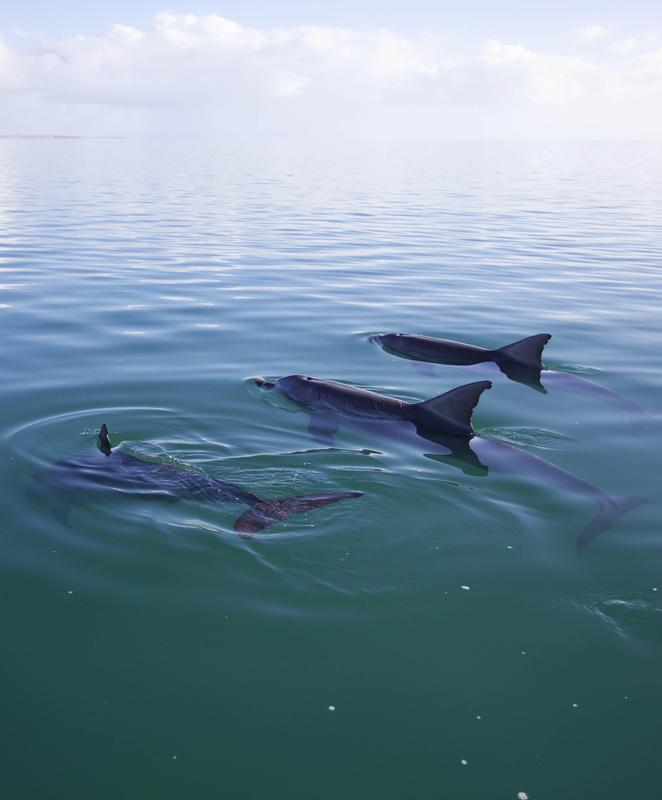 The cooperation of male dolphins cooperation for the purpose of reproduction is highly unusual in the animal kingdom.