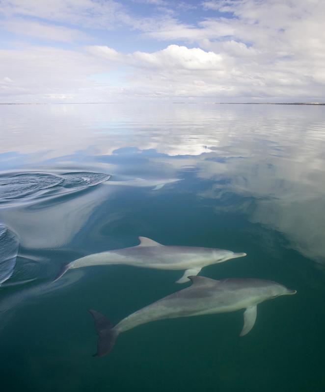 Social bonds among male dolphins positively impact their reproductive success and are, therefore, directly linked to fitness.