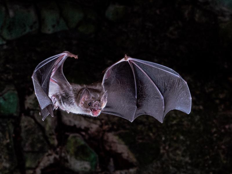 Die Gemeine Vampirfledermaus (Desmodus rotundus).