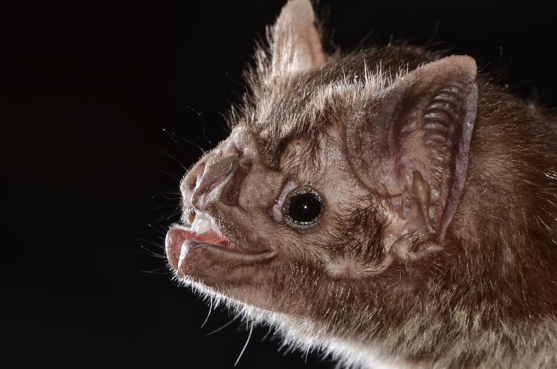 Die Gemeine Vampirfledermaus (Desmodus rotundus).