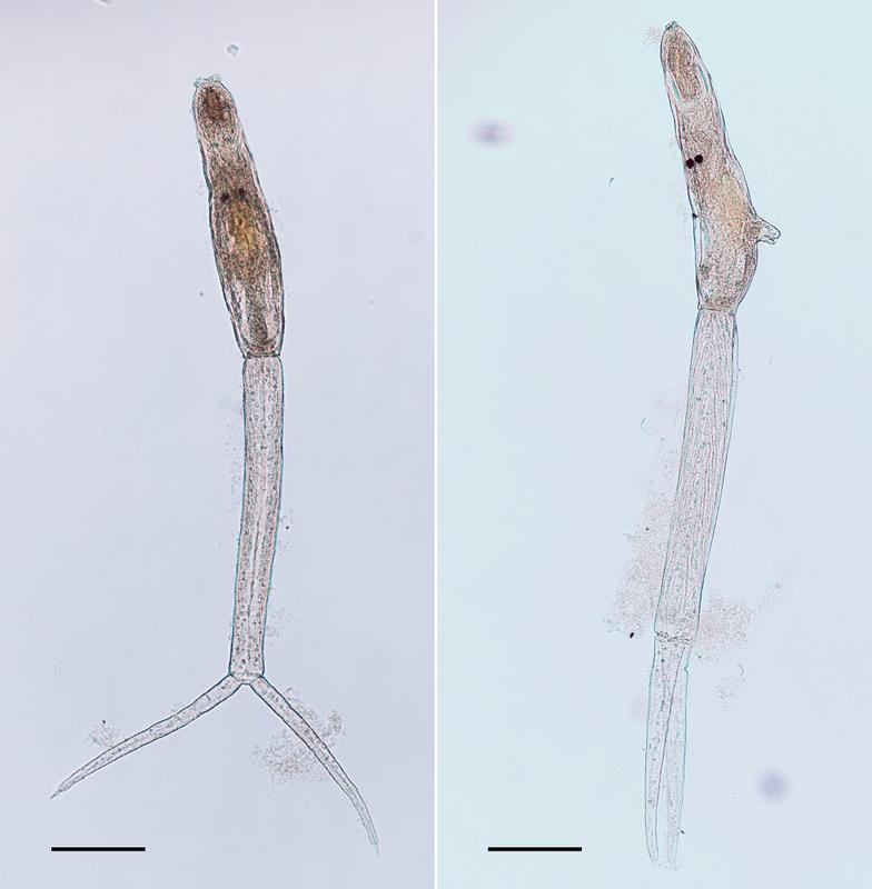  Zerkarien von Trichobilharzia physellae, einer erstmals in Europa nachgewiesenen Art der Saugwürmer